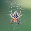 Cross Spider