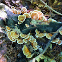 False turkey tail