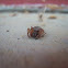 Broad-faced sac spider