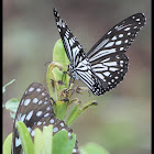 Blue Tiger
