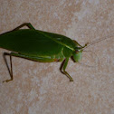 Katydid