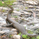 Mertens' Water Monitor