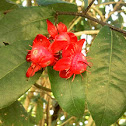 Bird's Eye Bush