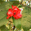 Bird's Eye Bush