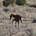 Wild Mustang horse