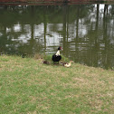 Muscovy Duck