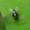 blowfly