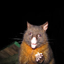 Brushtail possum