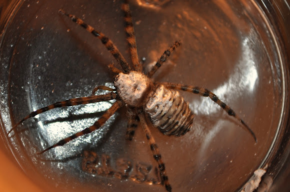Spotting Image 1