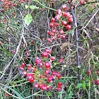 Rose hips