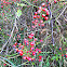 Rose hips