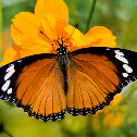 Danaid Eggfly