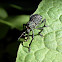 Gorgojo / Weevil