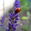 Ladybird