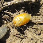 Harlequin Bug