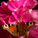 Peacock butterfly