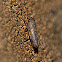 Leaf Hopper