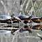 Painted Turtles