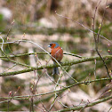 Chaffinch - Pěnkava obecná