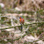 Chaffinch - Pěnkava obecná