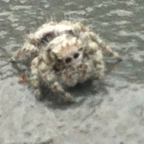 Spotting Image 1