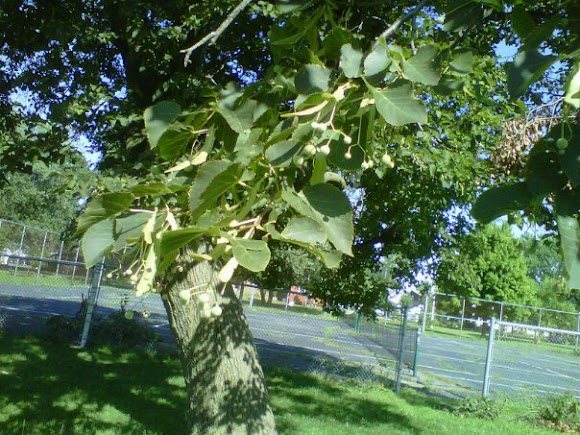 Spotting Image 1