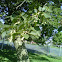 American Linden