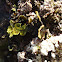 Green algae / Zelena alga