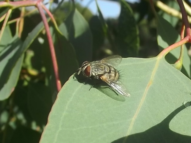 Small Grey Hairy Tachinid Fly