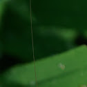 grass hopper