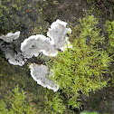 Carbon Cushion