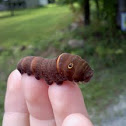 Canadian Tiger Swallowtail Caterpillar