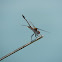 dragonflies