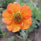 Avens