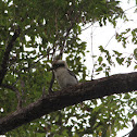Laughing Kookaburra