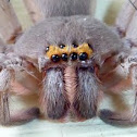 Giant Grey Huntsman Spider