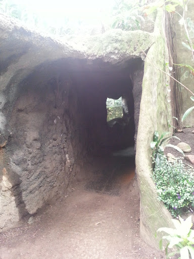 Jungle Cave 
