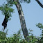 Black howler monkey
