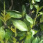 Cherry laurel