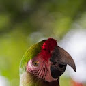 Great Green Macaw