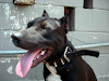 Venta De Cachorros Pitbull De Lineas