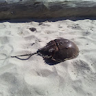 Horseshoe crab