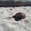 Horseshoe crab