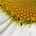 Oxeye Daisy