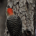 Red-bellied Woodpecker