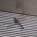 Blue Dasher Dragonfly