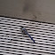 Blue Dasher Dragonfly