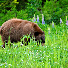 North American Black Bear