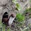 Beech Marten / Steinmarder