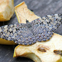 Guatemalan Cracker